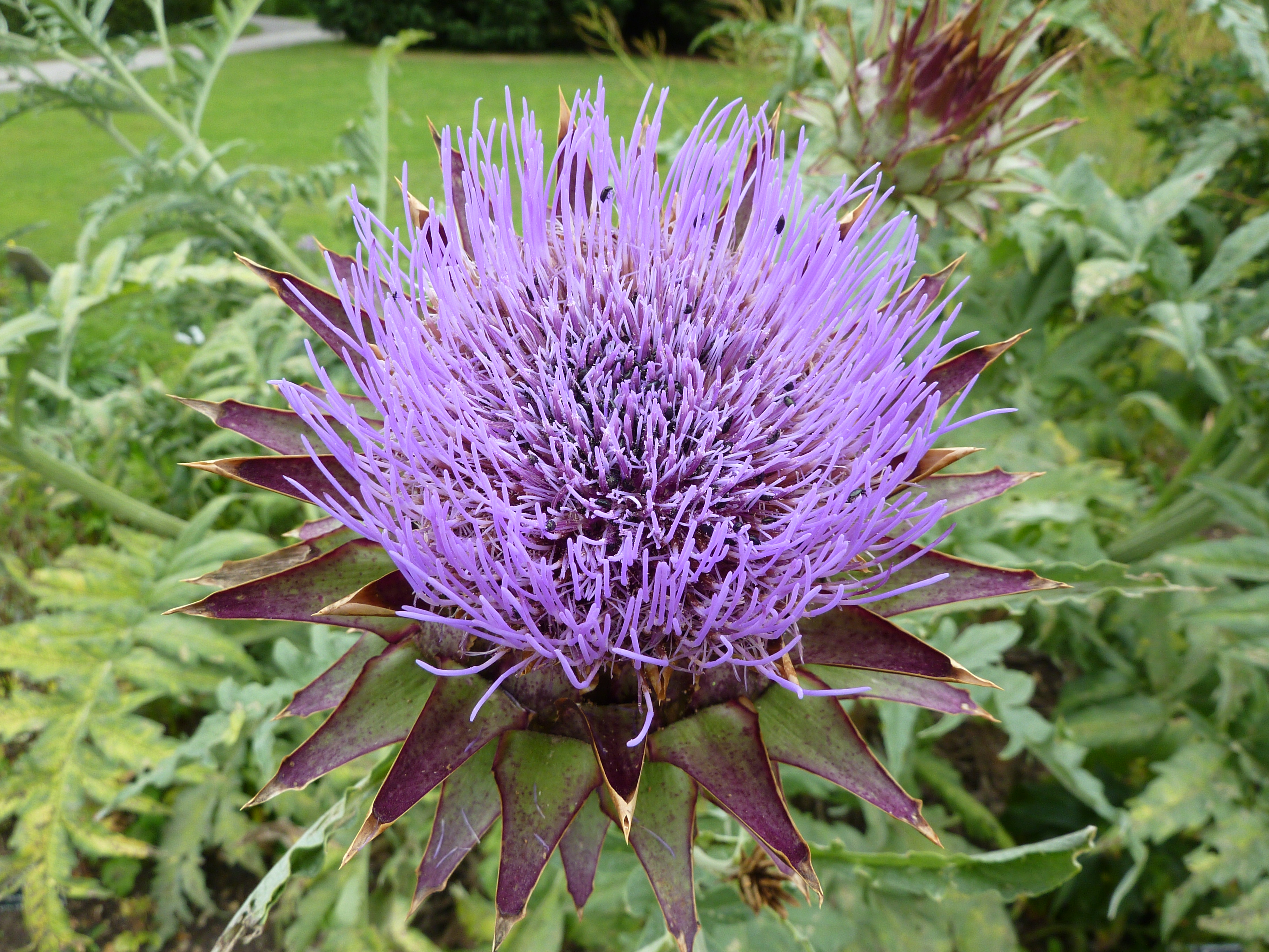 Cynara scolymus